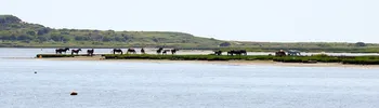 Wide Horses and foals near water.jpg